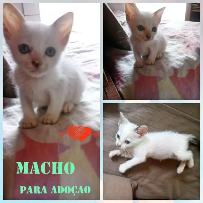 Gato raça Srd idade Abaixo de 2 meses nome Branquelo