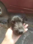 Pretinha