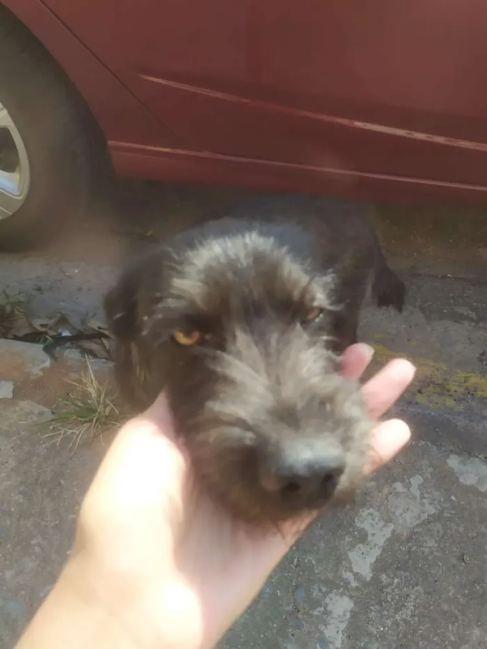 Cachorro raça Vira lata idade 1 ano nome Pretinha
