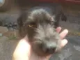 Pretinha
