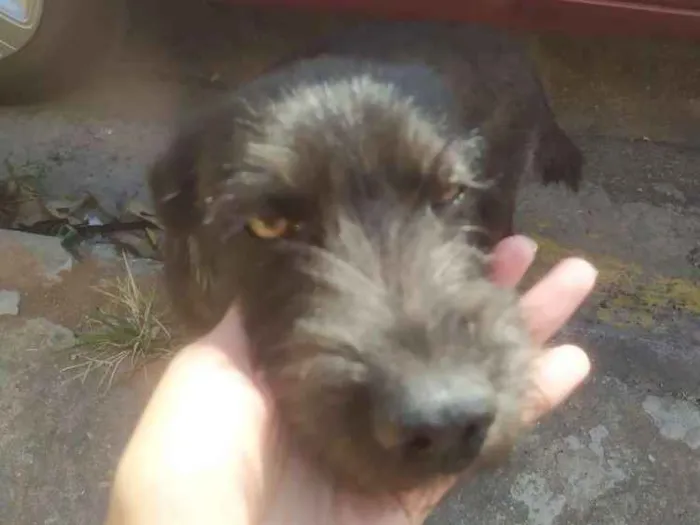 Cachorro raça Vira lata idade 1 ano nome Pretinha