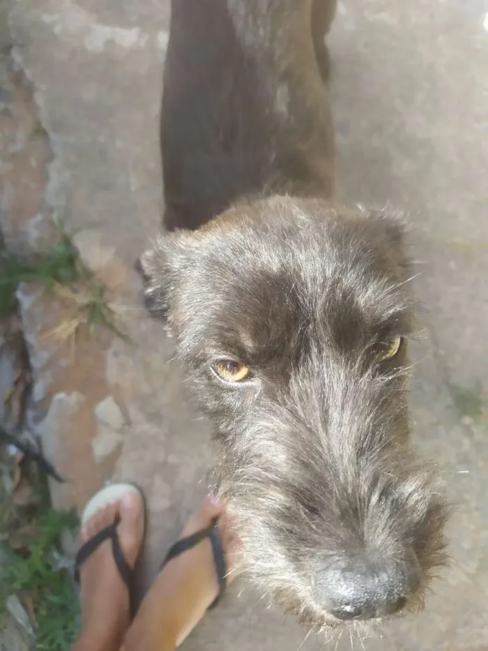 Cachorro raça Vira lata idade 1 ano nome Pretinha