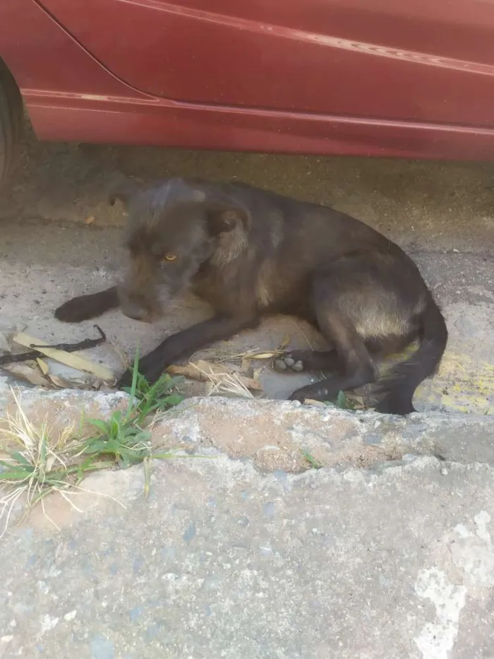 Cachorro raça Vira lata idade 1 ano nome Pretinha