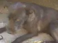 Pretinha