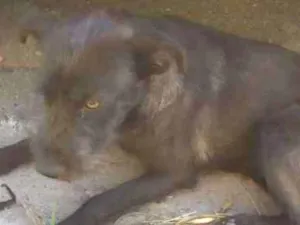 Cachorro raça Vira lata idade 1 ano nome Pretinha