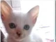 Branquelo