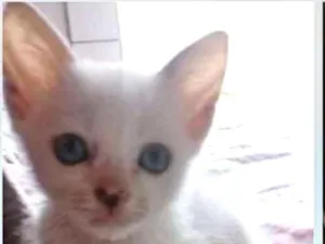 Gato raça Srd idade Abaixo de 2 meses nome Branquelo