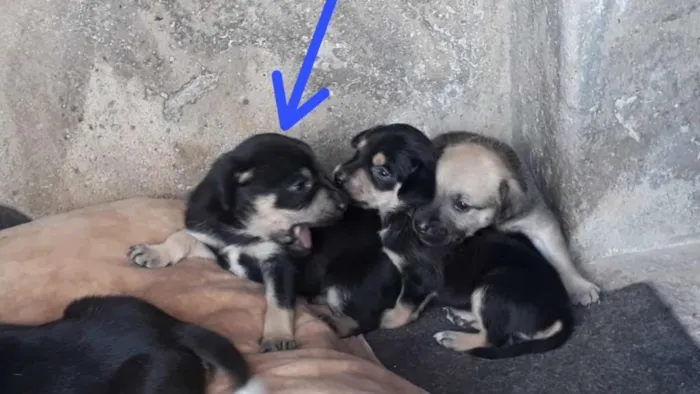 Cachorro ra a Não identificada  idade Abaixo de 2 meses nome Zeus