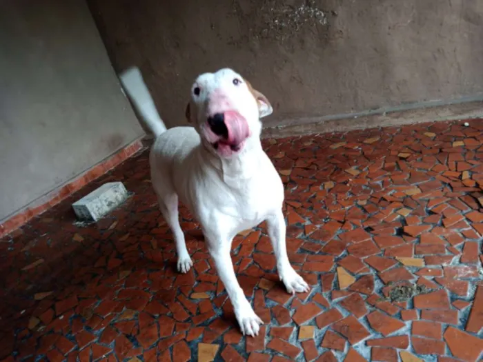 Cachorro ra a Bull Terrier idade 2 anos nome JANE 