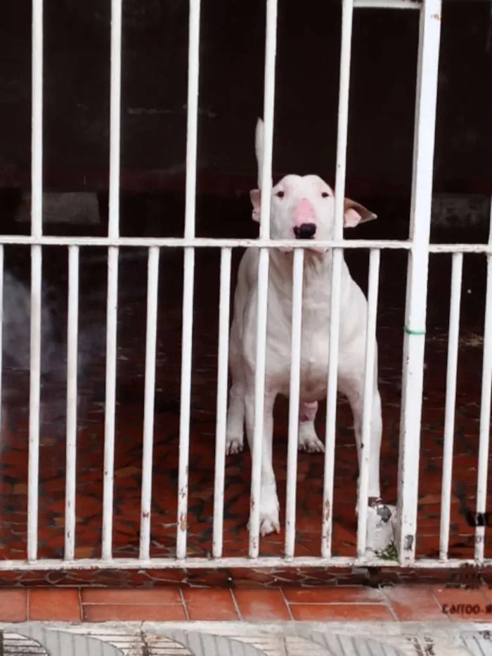 Cachorro ra a Bull Terrier idade 2 anos nome JANE 