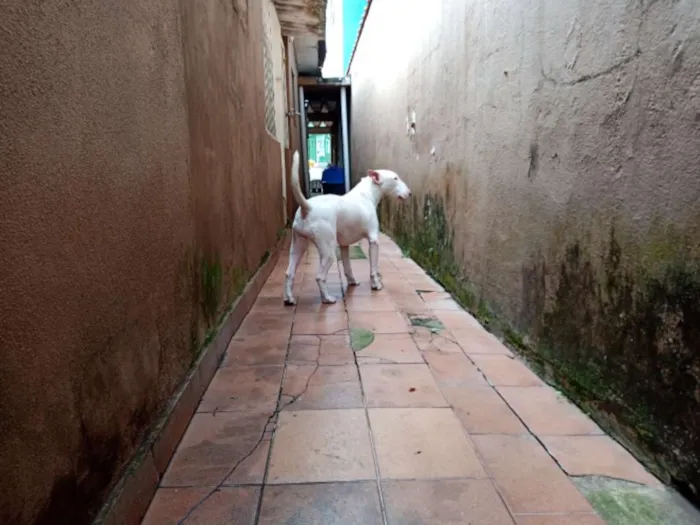 Cachorro ra a Bull Terrier idade 2 anos nome JANE 