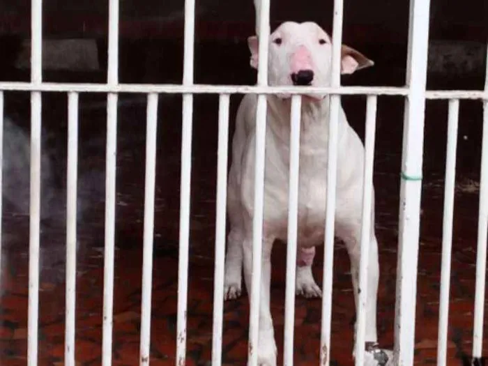 Cachorro ra a Bull Terrier idade 2 anos nome JANE 