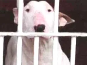 Cachorro raça Bull Terrier idade 2 anos nome JANE 