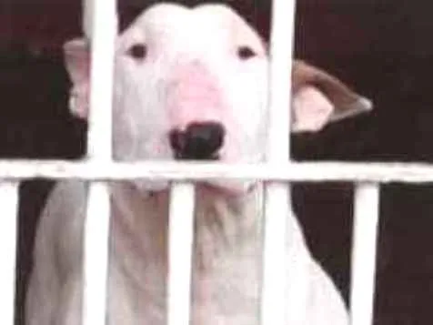 Cachorro ra a Bull Terrier idade 2 anos nome JANE 