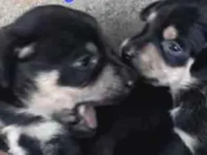 Cachorro raça Não identificada  idade Abaixo de 2 meses nome Zeus