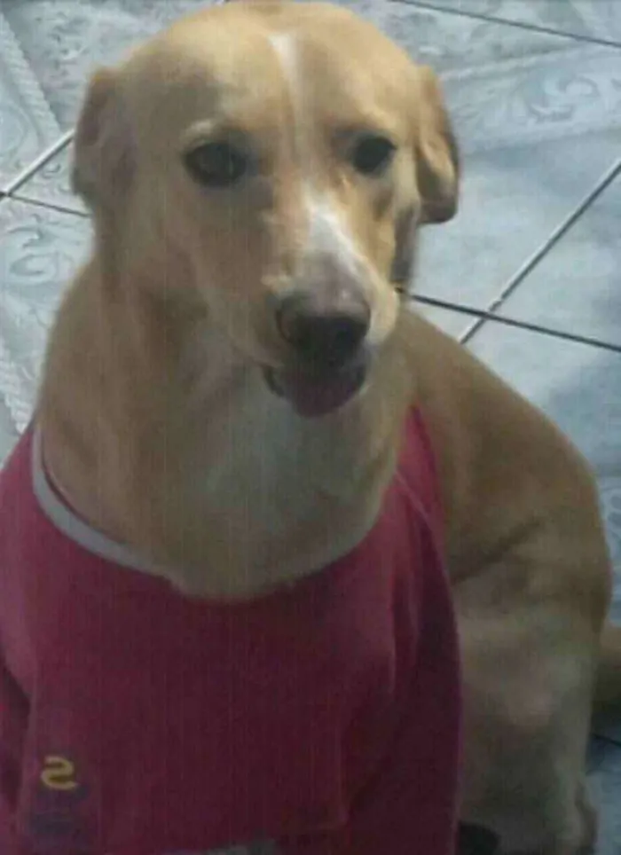 Cachorro raça Sem raça definida idade 3 anos nome Charlie
