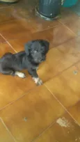 Neguinho