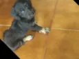 Neguinho
