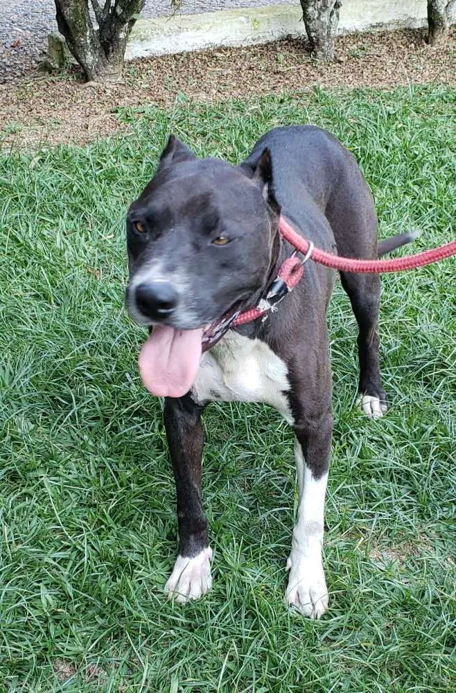 Cachorro ra a Pitbull idade 6 ou mais anos nome FERGUS 