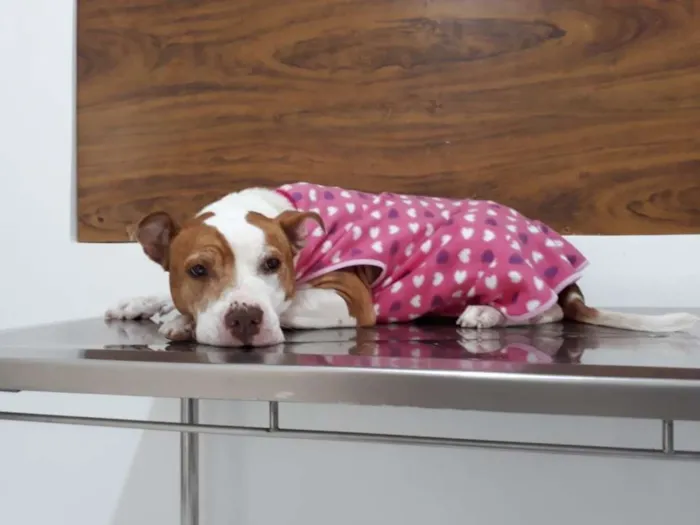 Cachorro ra a Pitbull idade 5 anos nome JASMIM