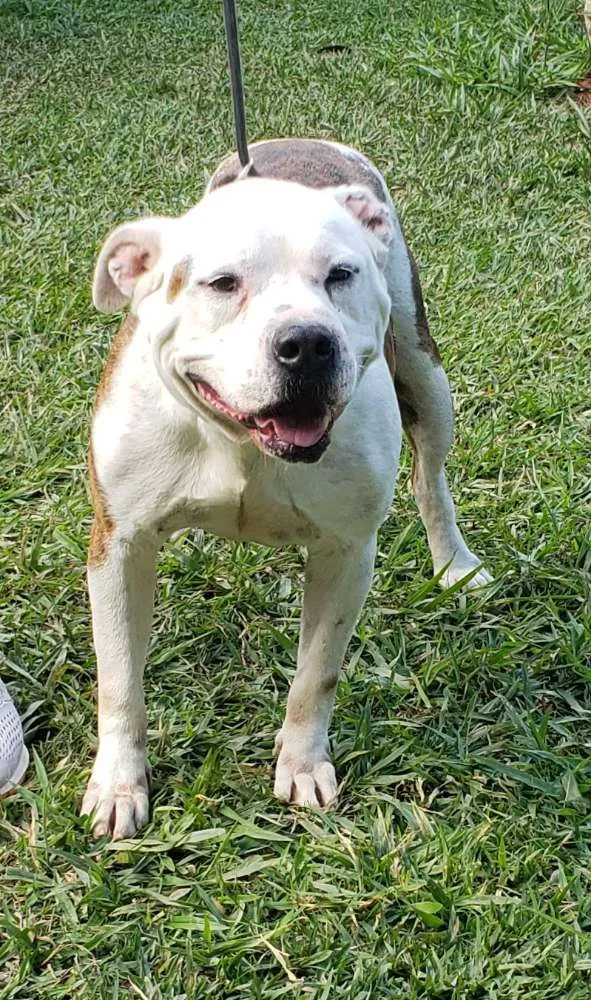 Cachorro ra a Pitbull idade 6 ou mais anos nome Cyborg 