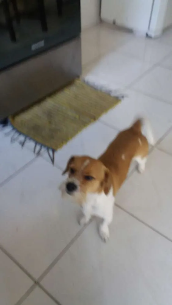 Cachorro ra a Vira lata  idade 1 ano nome Floquinho 