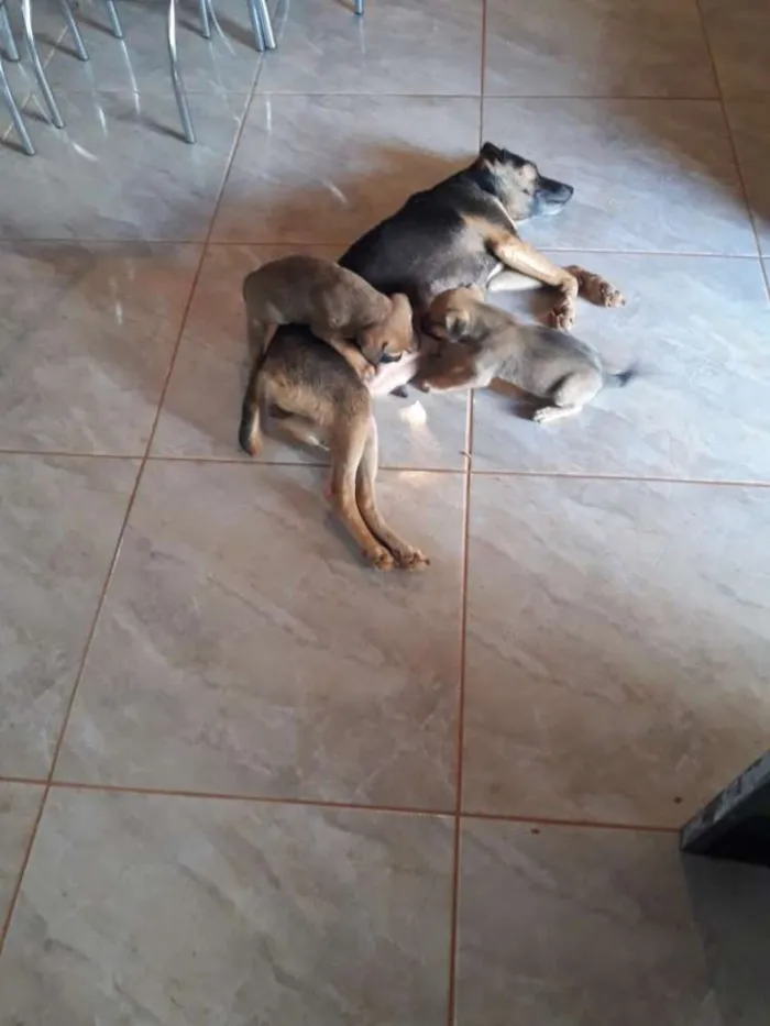 Cachorro raça Sem raça definida idade 2 a 6 meses nome Sem nome