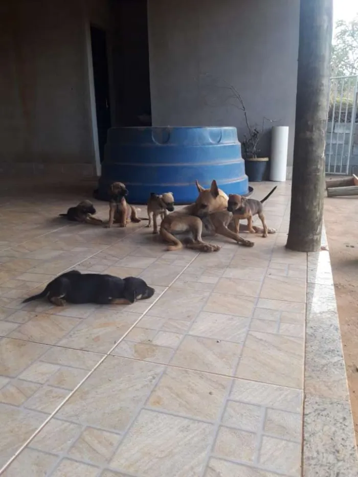 Cachorro raça Sem raça definida idade 2 a 6 meses nome Sem nome