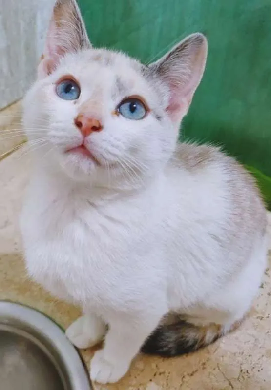 Gato ra a SRD idade 2 a 6 meses nome MARÍLIA MIX