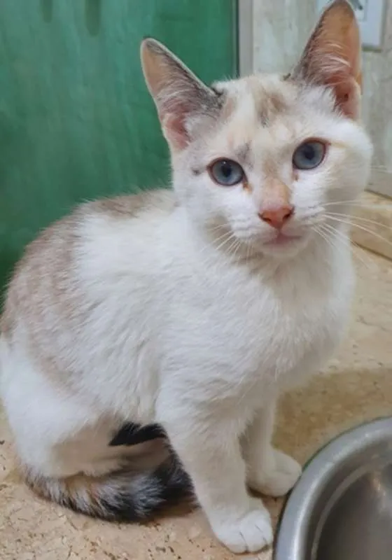 Gato ra a SRD idade 2 a 6 meses nome MARÍLIA MIX