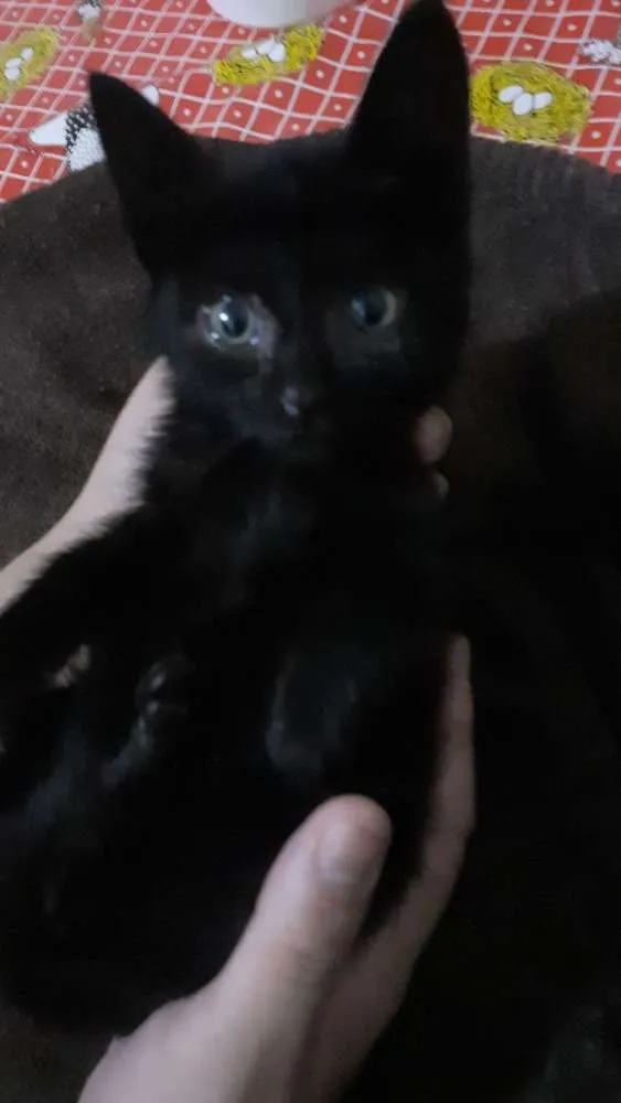 Gato ra a SRD idade Abaixo de 2 meses nome DOAÇÃO GATINHA