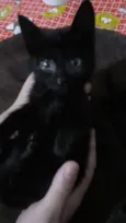 DOAÇÃO GATINHA