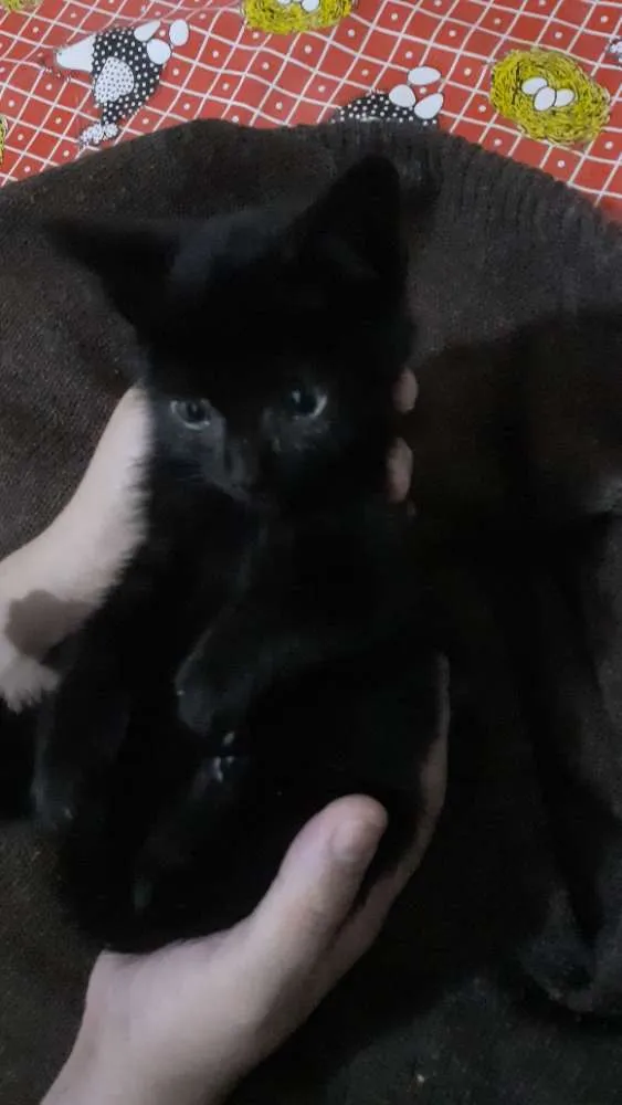 Gato ra a SRD idade Abaixo de 2 meses nome DOAÇÃO GATINHA