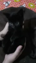 DOAÇÃO GATINHA