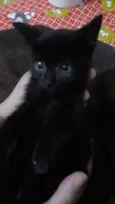 DOAÇÃO GATINHA