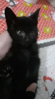 DOAÇÃO GATINHA
