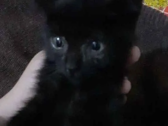 Gato ra a SRD idade Abaixo de 2 meses nome DOAÇÃO GATINHA