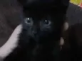 DOAÇÃO GATINHA