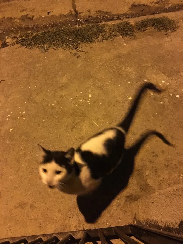 Gato ra a Não tem raça  idade 2 a 6 meses nome Não tem nome 