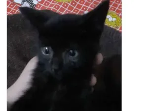 Gato raça SRD idade Abaixo de 2 meses nome DOAÇÃO GATINHA
