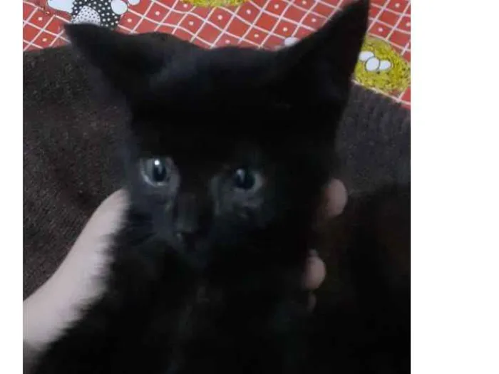 Gato ra a SRD idade Abaixo de 2 meses nome DOAÇÃO GATINHA