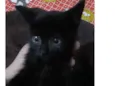 DOAÇÃO GATINHA