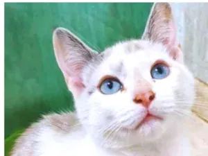 Gato raça SRD idade 2 a 6 meses nome MARÍLIA MIX