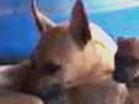 Cachorro raça Sem raça definida idade 2 a 6 meses nome Sem nome