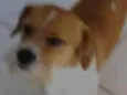 Floquinho 
