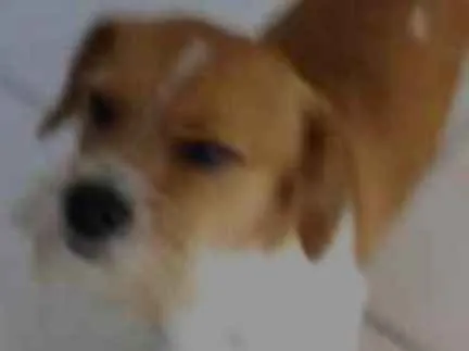 Cachorro ra a Vira lata  idade 1 ano nome Floquinho 