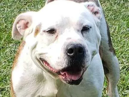 Cachorro ra a Pitbull idade 6 ou mais anos nome Cyborg 