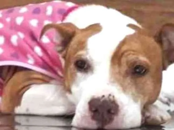 Cachorro ra a Pitbull idade 5 anos nome JASMIM