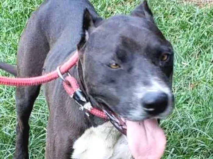 Cachorro ra a Pitbull idade 6 ou mais anos nome FERGUS 