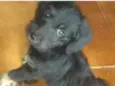 Neguinho